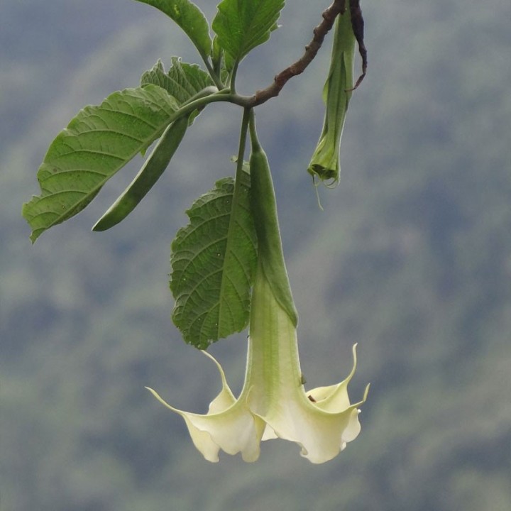 Trompette des anges - Plante