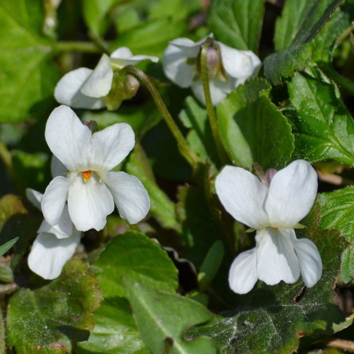 Violette odorante Alba - Plante