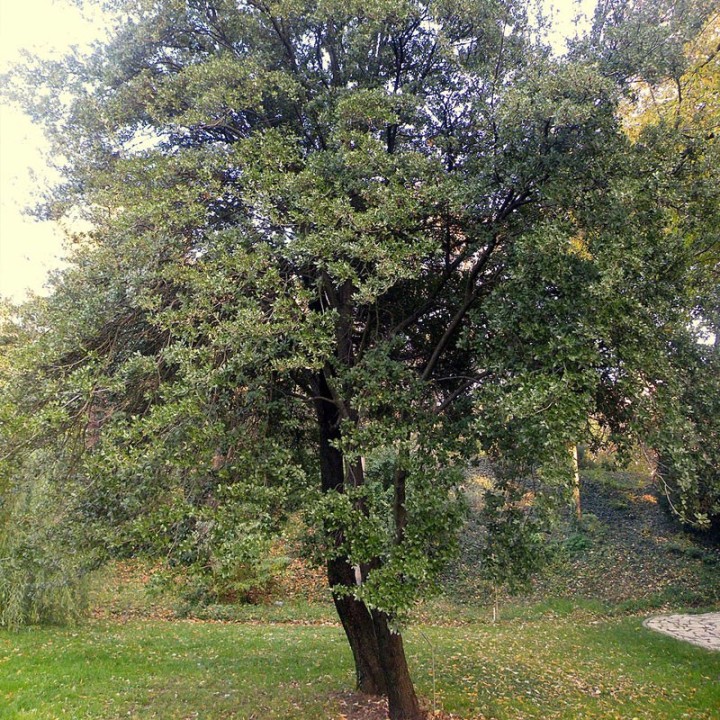 Chêne kermès - Plante