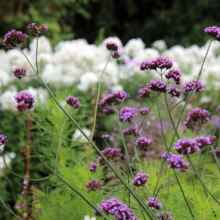 Verveine de Buenos Aires - Plante