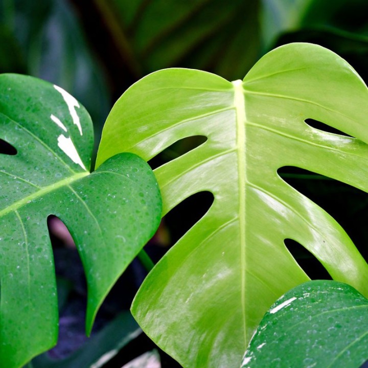 Monstera deliciosa - Plante