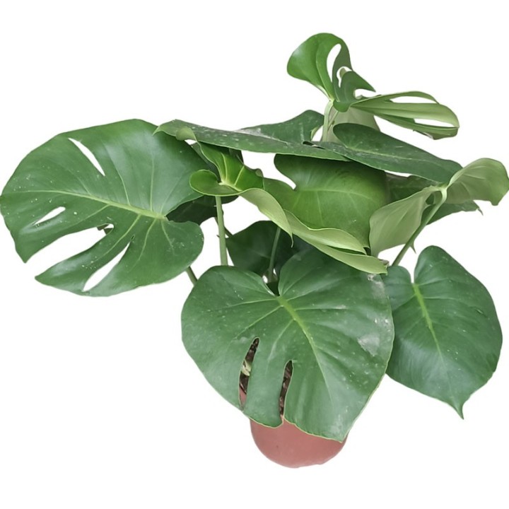 Monstera deliciosa - Plante