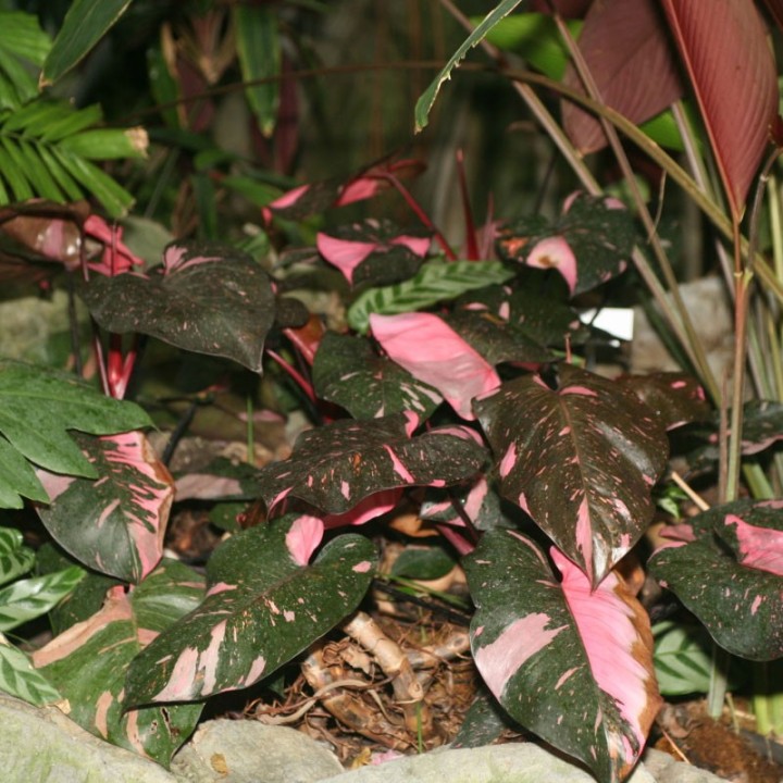 Philodendron Pink Princess - Plante