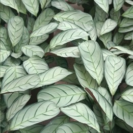 Ctenanthe burle-marxii Amagris - Plante