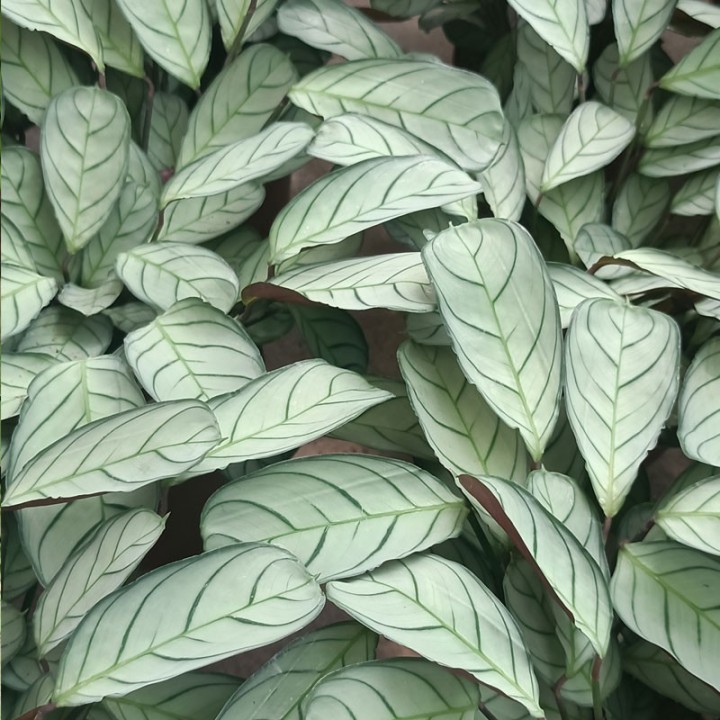 Ctenanthe burle-marxii Amagris - Plante