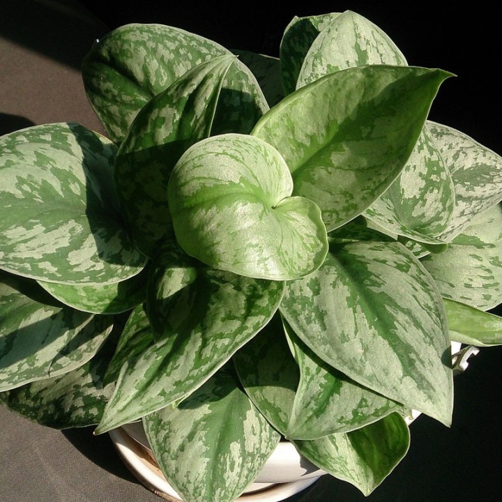 Scindapsus pictus - Plante