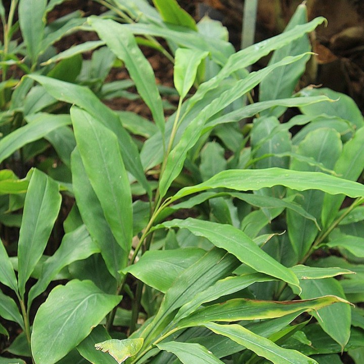 Gingembre - Plante