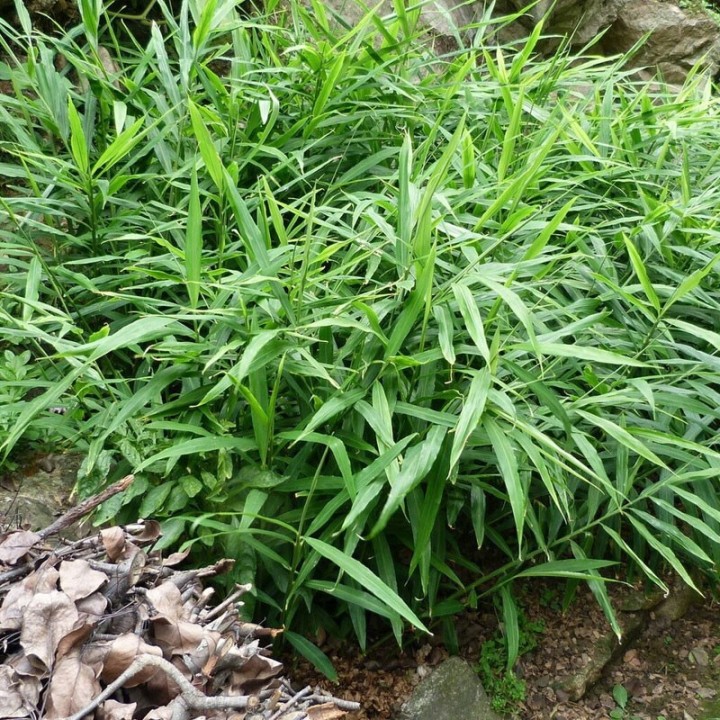 Gingembre - Plante