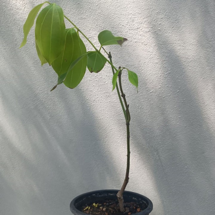 Cannelier de Ceylan - Plante