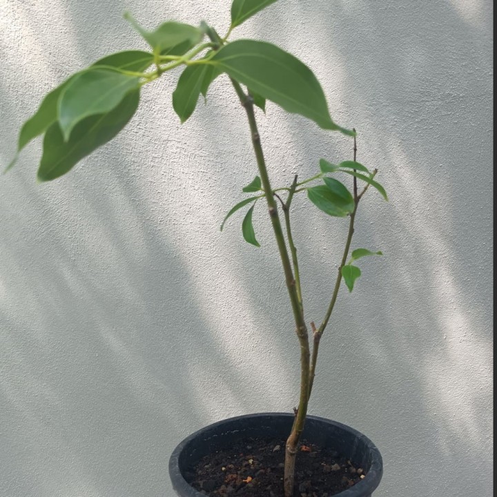Cannelier de Ceylan - Plante
