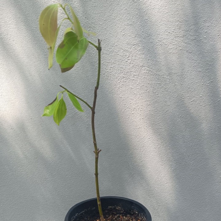 Cannelier de Ceylan - Plante