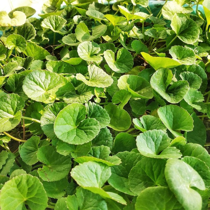 Semillas de Centella asiática (Gotu kola)