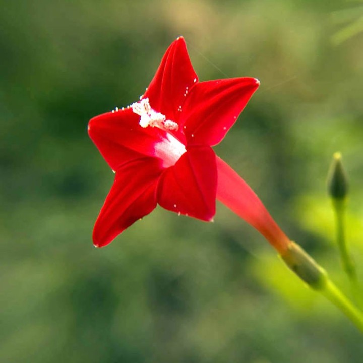 Ipomée quamoclit rouge - Graines