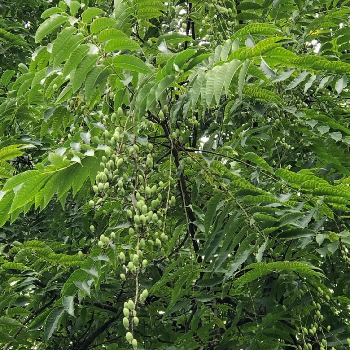 Acajou de Chine - Graines