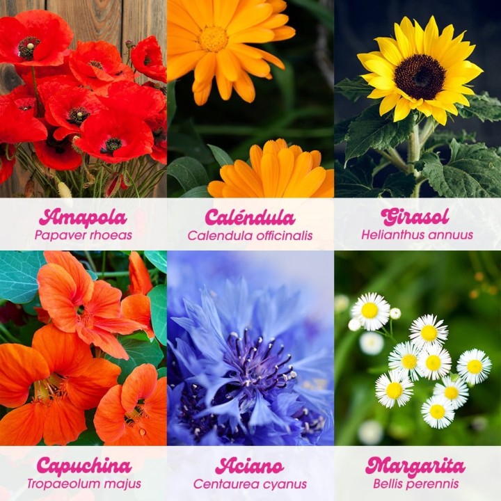 Flower Power - Kit d'autoculture de fleurs