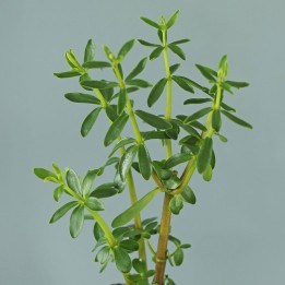 Congona - Plante
