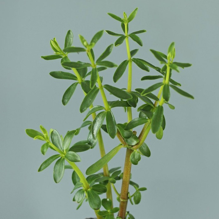 Congona - Plante