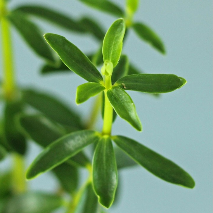 Congona - Plante