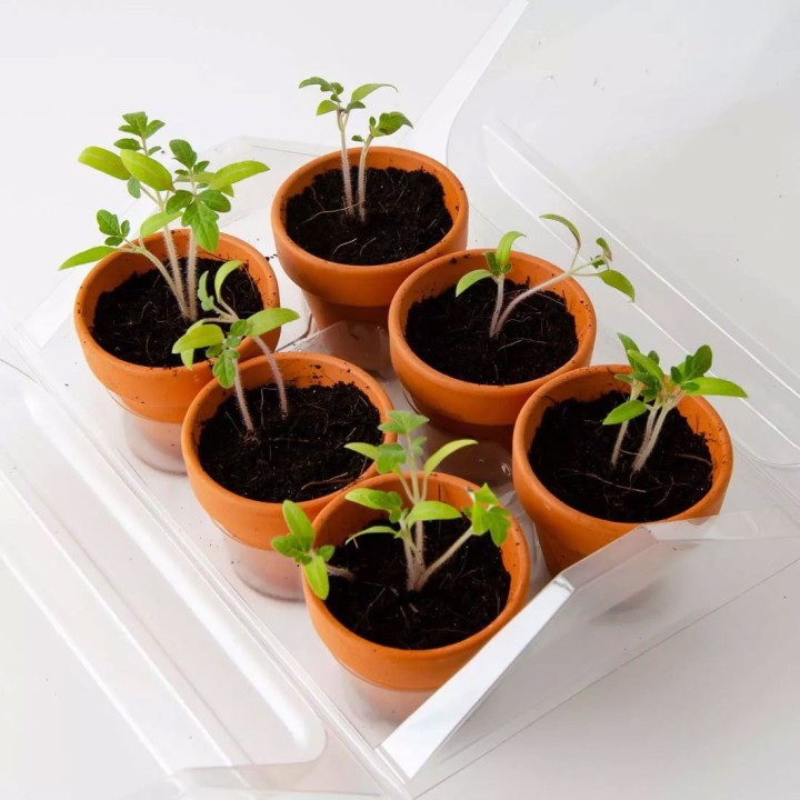 Mini serre pour tomates biologiques