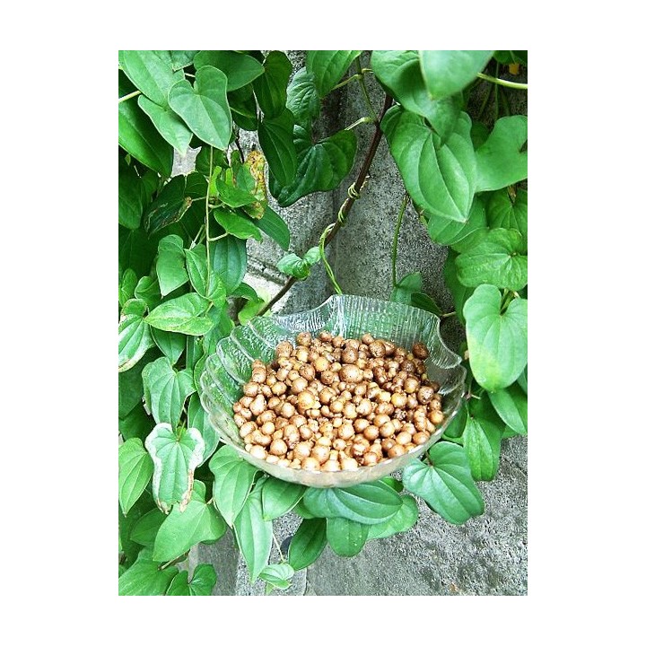 Igname de Chine - Plante de Dioscorea batatas