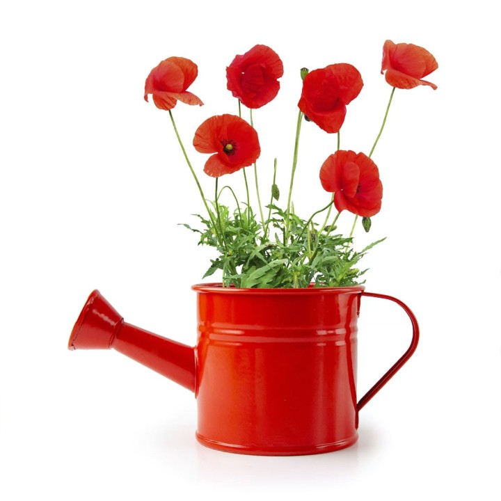 Mini arrosoir rouge avec graines de pavot