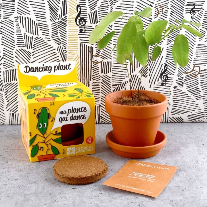 Kit graines de plante télégraphe