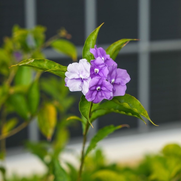 Brunfelsia uniflora - Plante