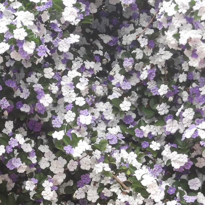 Brunfelsia uniflora - Plante