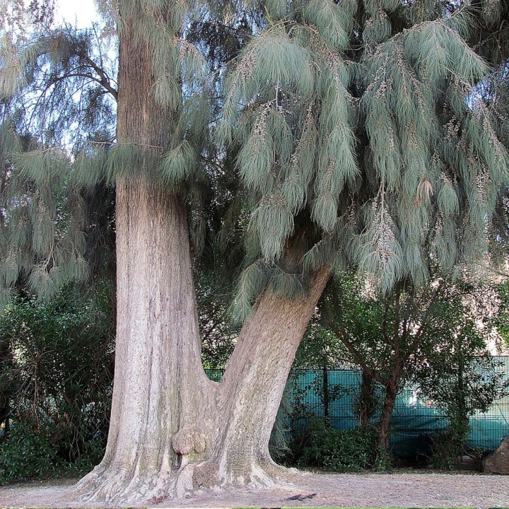 Casuarina de Cunningham - Graines