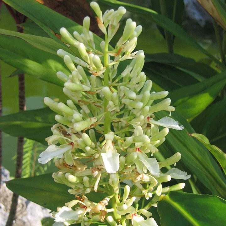 Galanga - Plante