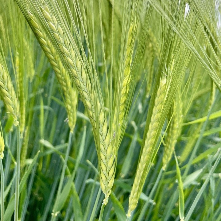 Orge - Graines