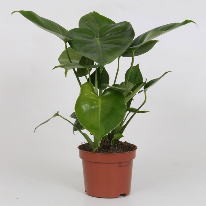 Monstera deliciosa - Plante