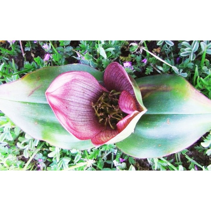 Androcymbium latifolium - Graines