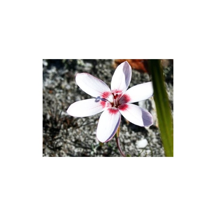 Geissorhiza ovata - Graines
