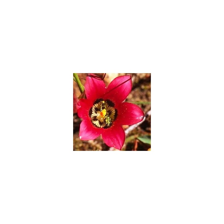 Crocus sud-africain - Graines