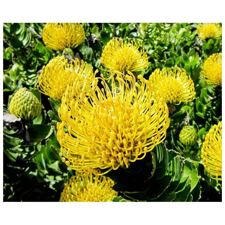 Leucospermum cordifolium 'Jaune' - Graines