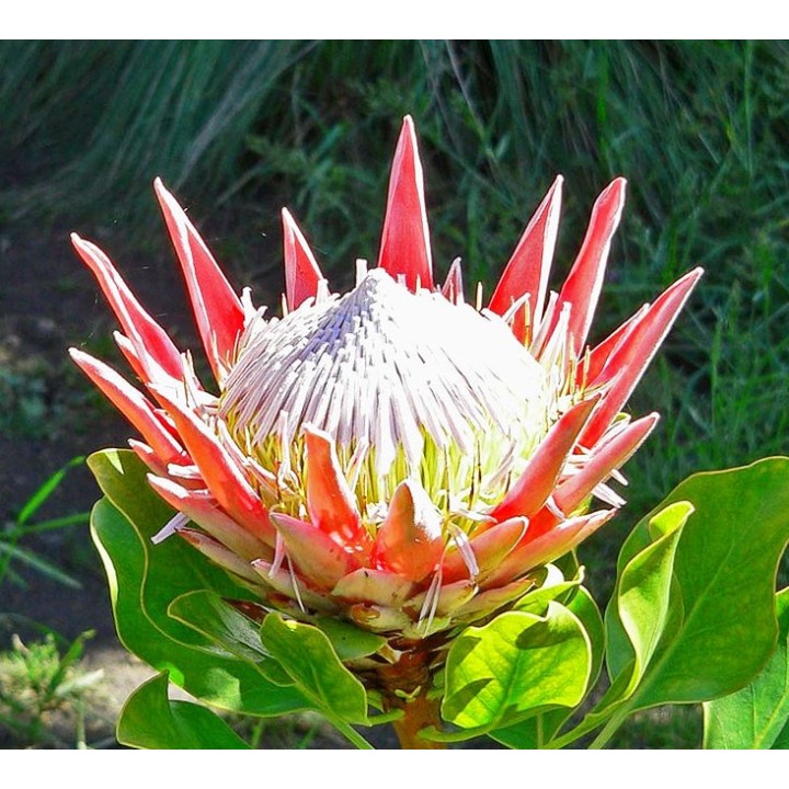 Protea cynaroides 'Verano' - Graines