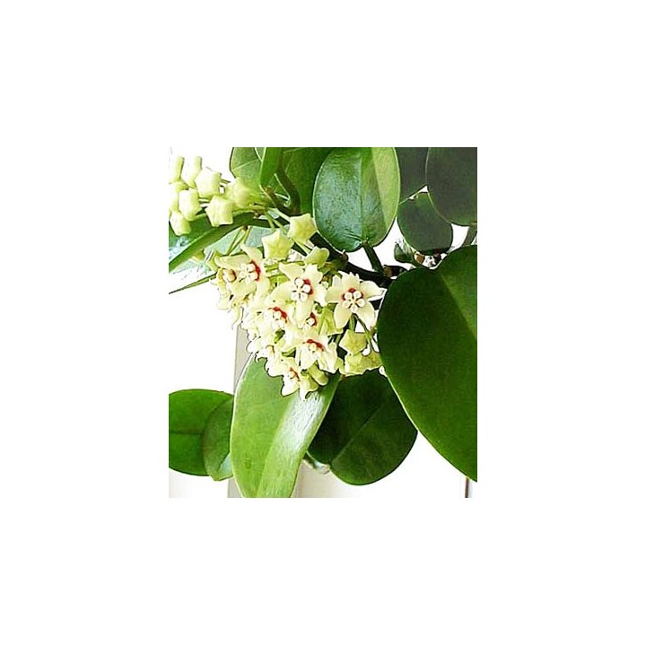 Hoya australis - Plante