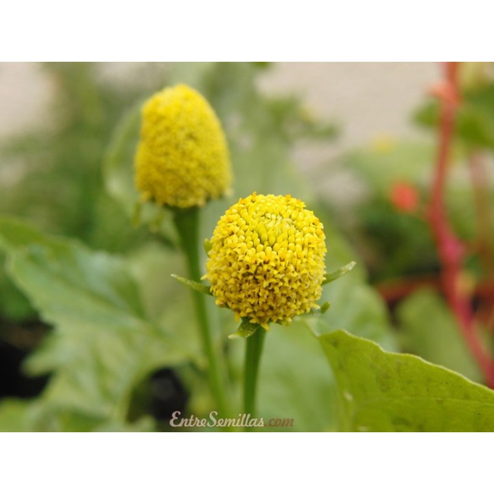 Brède mafane - Plante