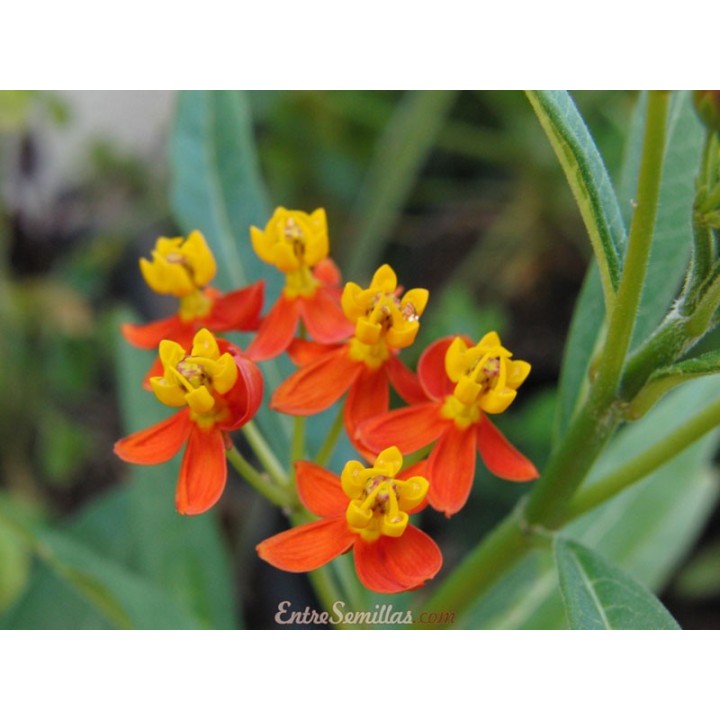 Asclépiade de Curaçao - Plante
