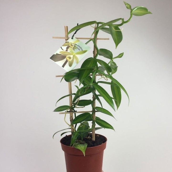 Vanille panachée - Plante