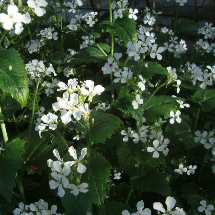 Monnaie-du-pape blanche - Graines