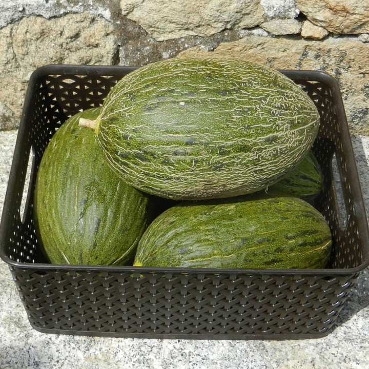 Melon Piel de Sapo - Graines