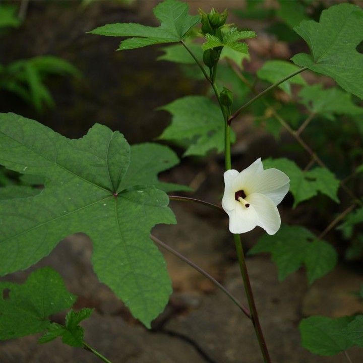 Abelmoschus manihot - Graines