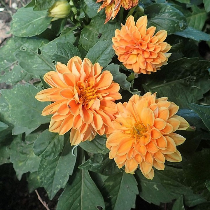 Dahlia Figaro en mélange - Graines