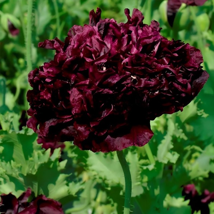 Pavot somnifère Black Peony - Graines