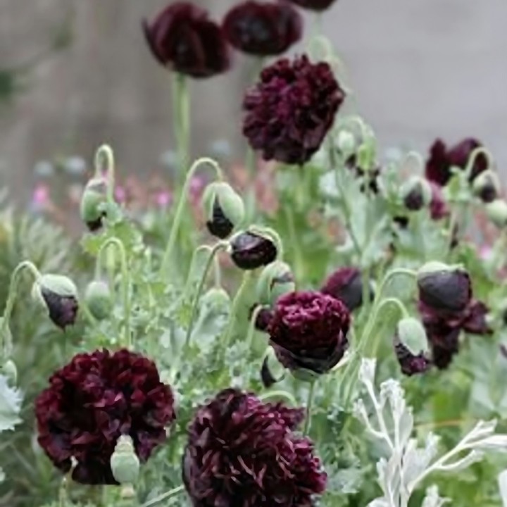 Pavot somnifère Black Peony - Graines