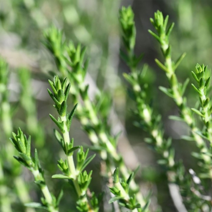 Thymbra capitata semillas