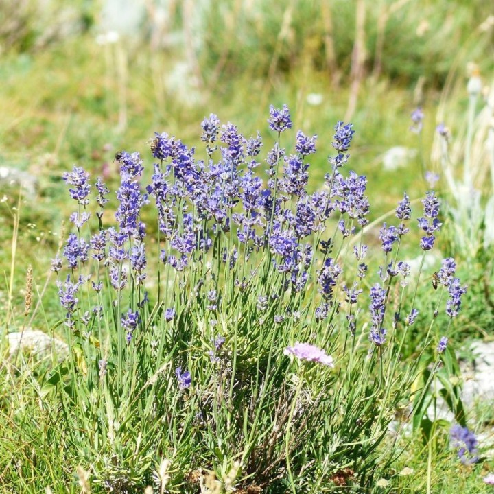 Lavande officinale - Graines