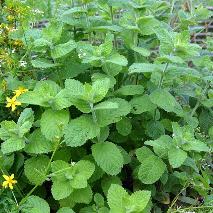 Mélisse officinale - Graines